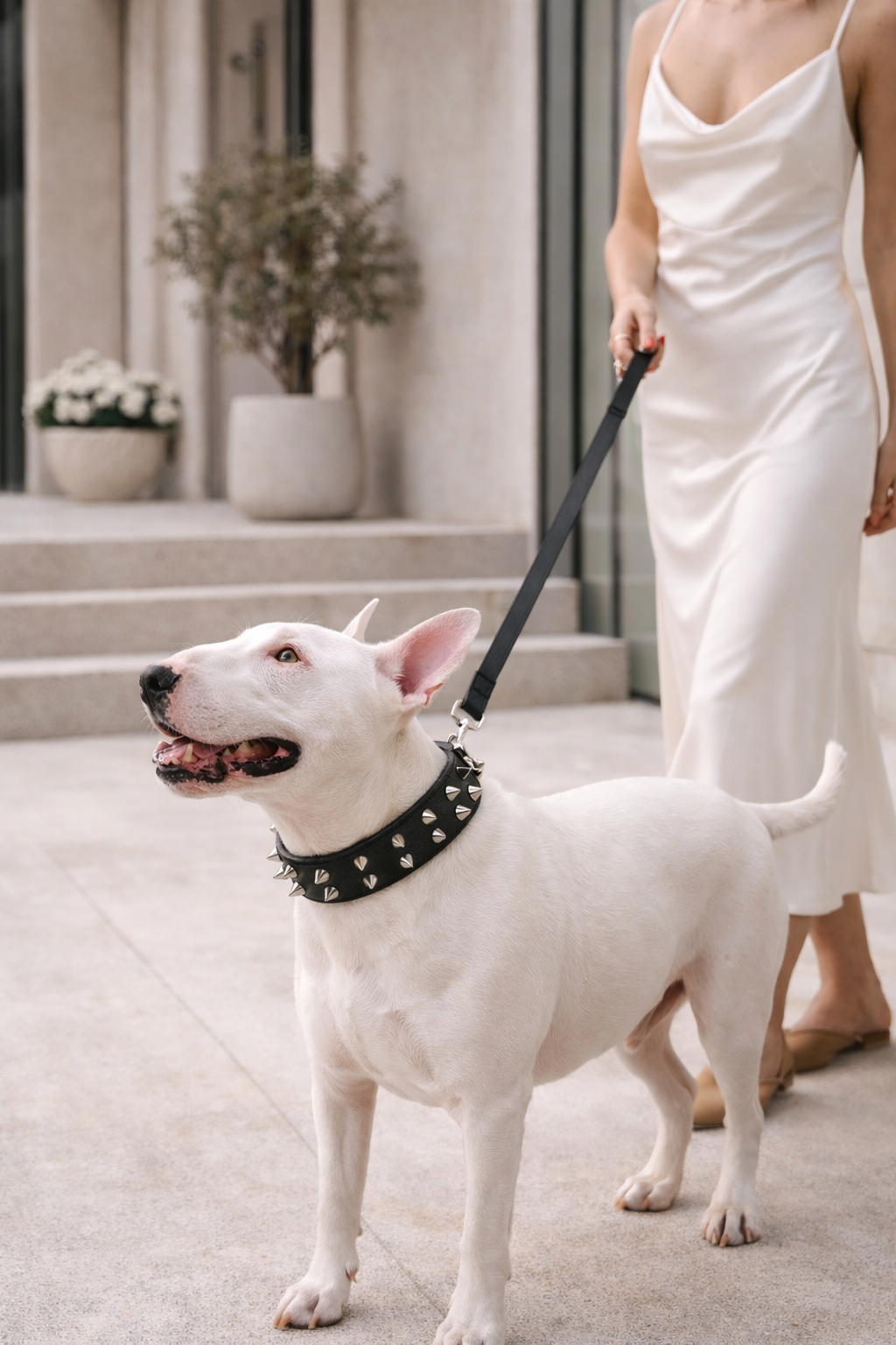 Double Studded Collar