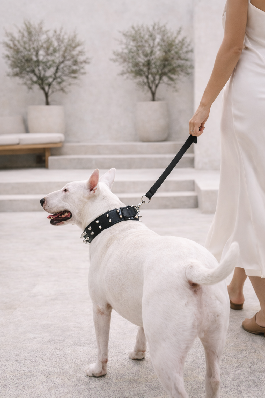 Double Studded Collar