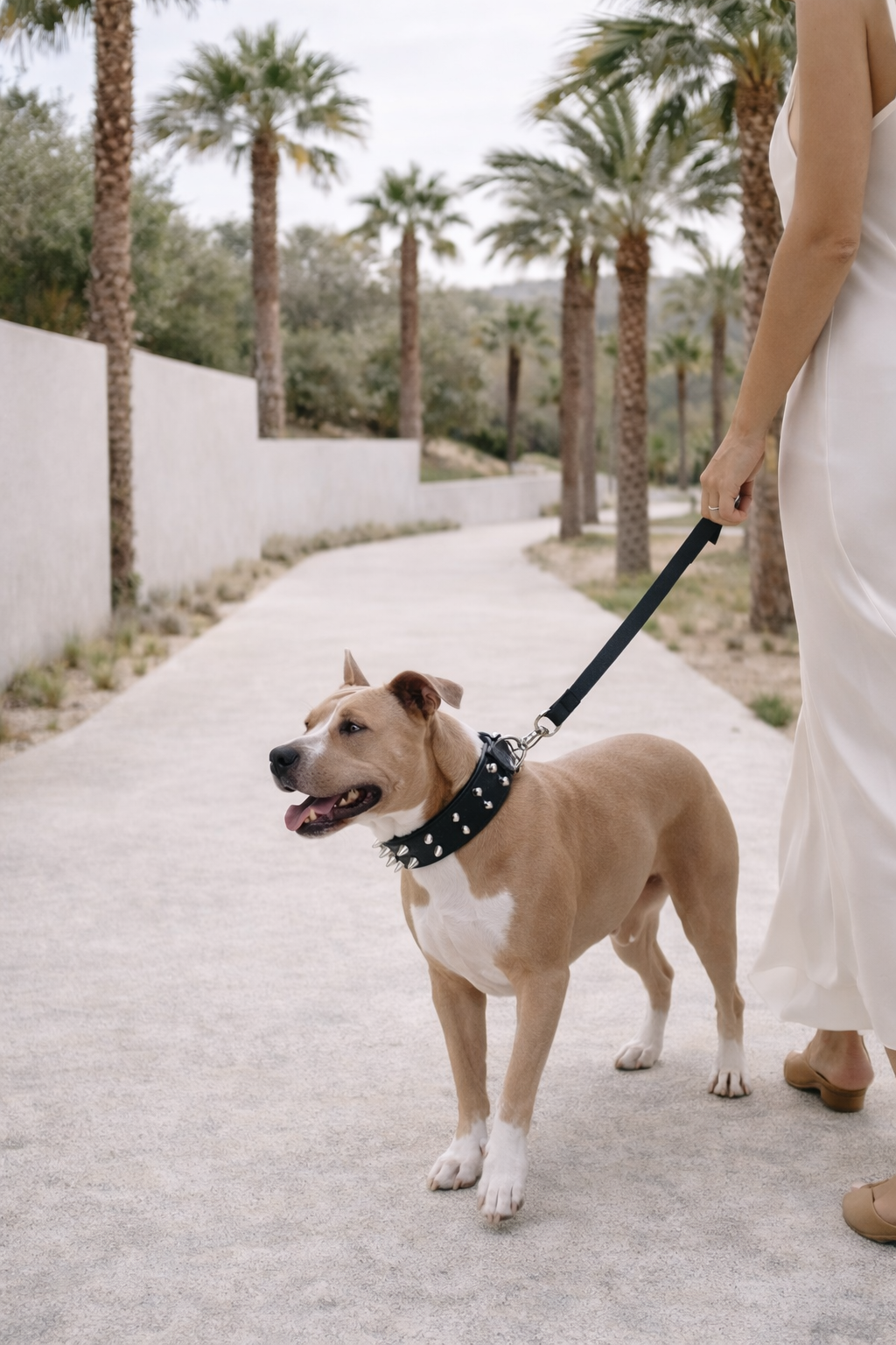 Double Studded Collar
